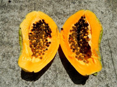 Carica papaya photo