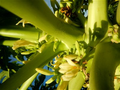 Carica papaya in the Philippines young fruits and male flowers in Barangay Pagala 14°58'14"N   120°53'26"E Baliuag, Bulacan, Bulacan province, (accessed from Cagayan Valley Road, Baliuag-Pulilan-Guigu