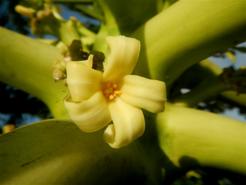 Carica papaya in the Philippines young fruits and male flowers in Barangay Pagala 14°58'14"N   120°53'26"E Baliuag, Bulacan, Bulacan province, (accessed from Cagayan Valley Road, Baliuag-Pulilan-Guigu