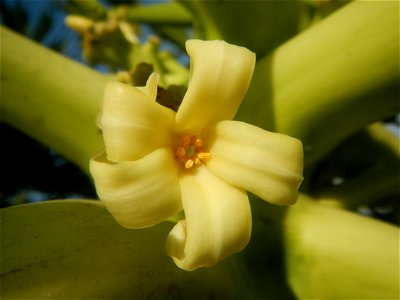 Carica papaya in the Philippines young fruits and male flowers in Barangay Pagala 14°58'14"N   120°53'26"E Baliuag, Bulacan, Bulacan province, (accessed from Cagayan Valley Road, Baliuag-Pulilan-Guigu