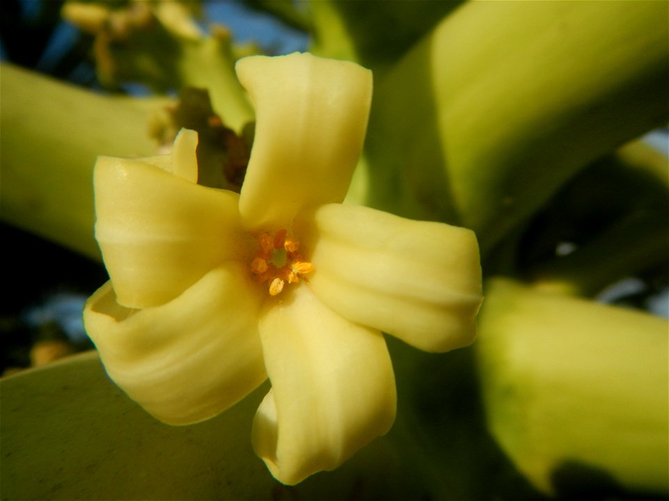 Carica papaya in the Philippines young fruits and male flowers in Barangay Pagala 14°58'14"N   120°53'26"E Baliuag, Bulacan, Bulacan province, (accessed from Cagayan Valley Road, Baliuag-Pulilan-Guigu