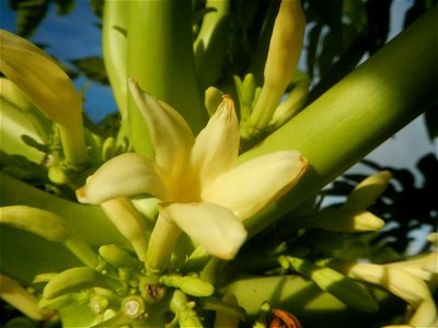 Carica papaya in the Philippines young fruits and male flowers in Barangay Pagala 14°58'14"N   120°53'26"E Baliuag, Bulacan, Bulacan province, (accessed from Cagayan Valley Road, Baliuag-Pulilan-Guigu