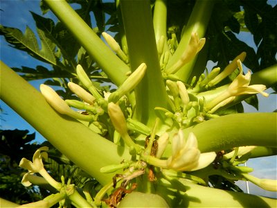 Carica papaya in the Philippines young fruits and male flowers in Barangay Pagala 14°58'14"N   120°53'26"E Baliuag, Bulacan, Bulacan province, (accessed from Cagayan Valley Road, Baliuag-Pulilan-Guigu