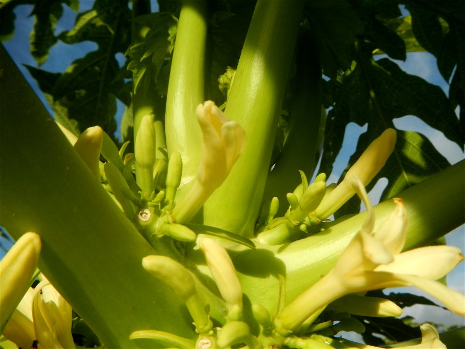 Carica papaya in the Philippines young fruits and male flowers in Barangay Pagala 14°58'14"N   120°53'26"E Baliuag, Bulacan, Bulacan province, (accessed from Cagayan Valley Road, Baliuag-Pulilan-Guigu