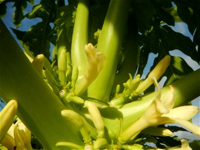 Carica papaya in the Philippines young fruits and male flowers in Barangay Pagala 14°58'14"N   120°53'26"E Baliuag, Bulacan, Bulacan province, (accessed from Cagayan Valley Road, Baliuag-Pulilan-Guigu