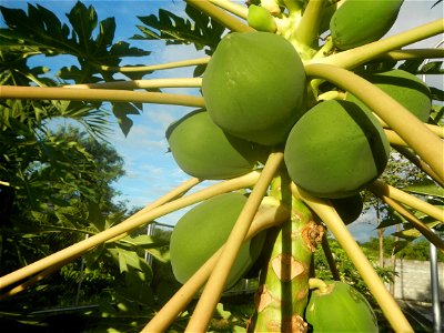 Carica papaya in the Philippines young fruits and male flowers in Barangay Pagala 14°58'14"N   120°53'26"E Baliuag, Bulacan, Bulacan province, (accessed from Cagayan Valley Road, Baliuag-Pulilan-Guigu