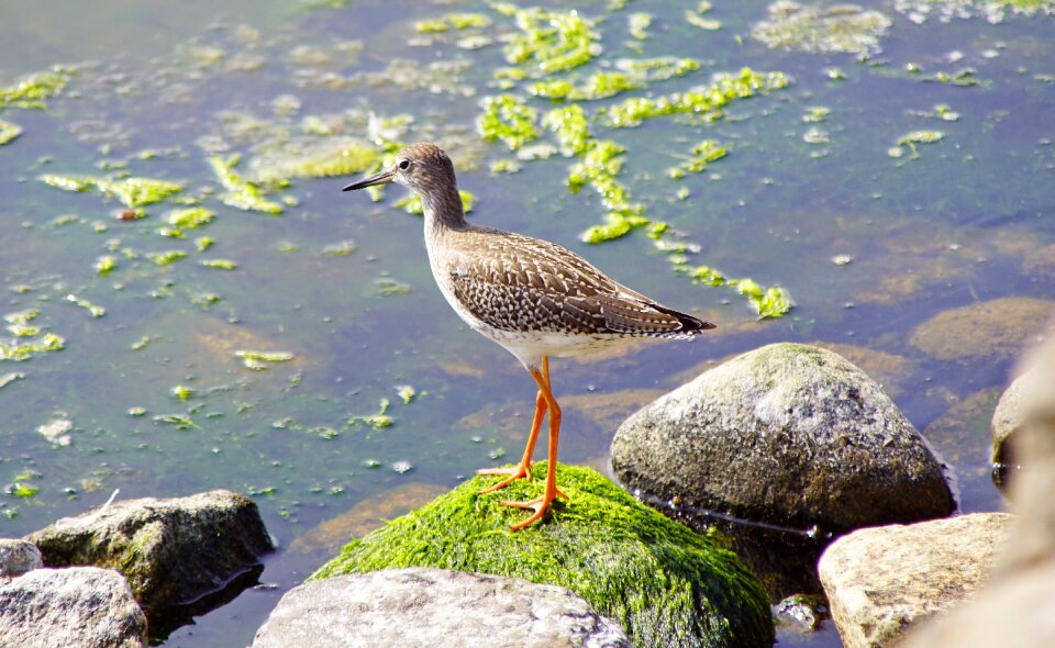 Water seagull nature