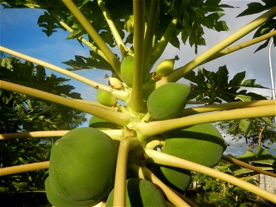 Carica papaya in the Philippines young fruits and male flowers in Barangay Pagala 14°58'14"N   120°53'26"E Baliuag, Bulacan, Bulacan province, (accessed from Cagayan Valley Road, Baliuag-Pulilan-Guigu