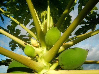Carica papaya in the Philippines young fruits and male flowers in Barangay Pagala 14°58'14"N   120°53'26"E Baliuag, Bulacan, Bulacan province, (accessed from Cagayan Valley Road, Baliuag-Pulilan-Guigu