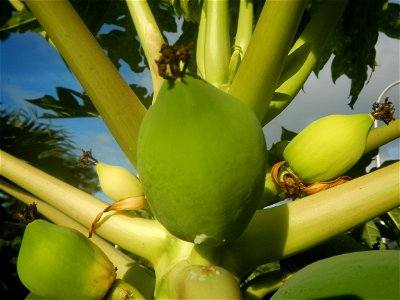 Carica papaya in the Philippines young fruits and male flowers in Barangay Pagala 14°58'14"N   120°53'26"E Baliuag, Bulacan, Bulacan province, (accessed from Cagayan Valley Road, Baliuag-Pulilan-Guigu