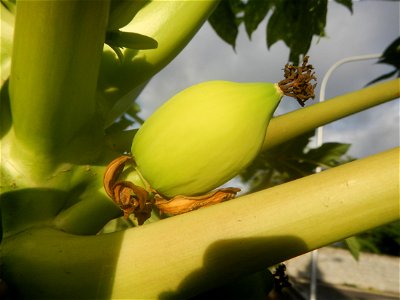 Carica papaya in the Philippines young fruits and male flowers in Barangay Pagala 14°58'14"N   120°53'26"E Baliuag, Bulacan, Bulacan province, (accessed from Cagayan Valley Road, Baliuag-Pulilan-Guigu