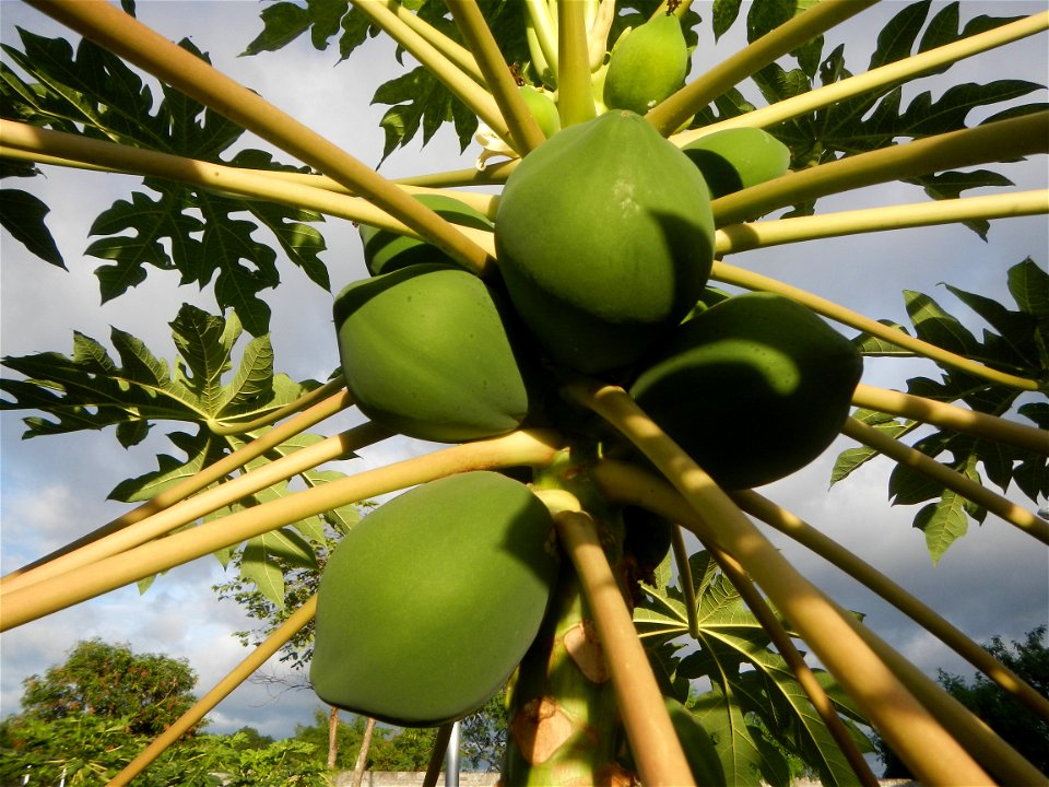 Carica papaya in the Philippines young fruits and male flowers in Barangay Pagala 14°58'14"N   120°53'26"E Baliuag, Bulacan, Bulacan province, (accessed from Cagayan Valley Road, Baliuag-Pulilan-Guigu