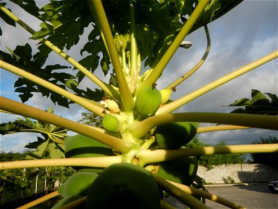 Carica papaya in the Philippines young fruits and male flowers in Barangay Pagala 14°58'14"N   120°53'26"E Baliuag, Bulacan, Bulacan province, (accessed from Cagayan Valley Road, Baliuag-Pulilan-Guigu