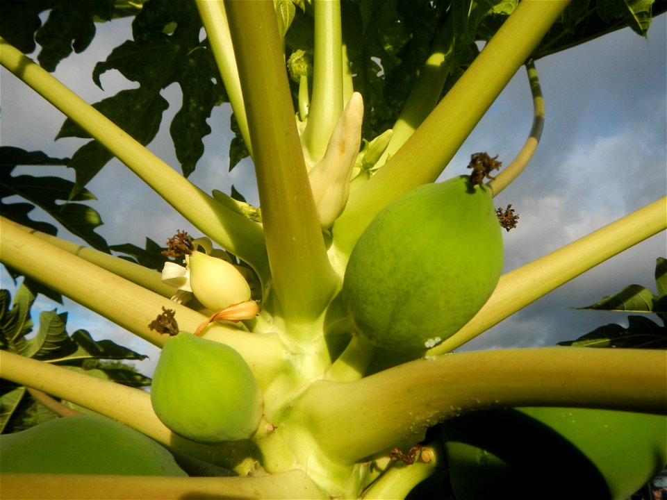 Carica papaya in the Philippines young fruits and male flowers in Barangay Pagala 14°58'14"N   120°53'26"E Baliuag, Bulacan, Bulacan province, (accessed from Cagayan Valley Road, Baliuag-Pulilan-Guigu
