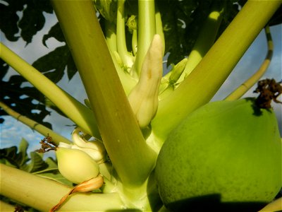 Carica papaya in the Philippines young fruits and male flowers in Barangay Pagala 14°58'14"N   120°53'26"E Baliuag, Bulacan, Bulacan province, (accessed from Cagayan Valley Road, Baliuag-Pulilan-Guigu