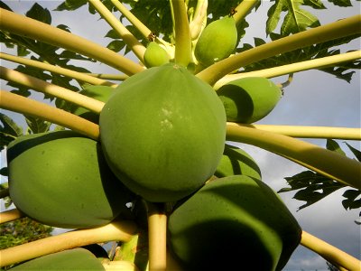 Carica papaya in the Philippines young fruits and male flowers in Barangay Pagala 14°58'14"N   120°53'26"E Baliuag, Bulacan, Bulacan province, (accessed from Cagayan Valley Road, Baliuag-Pulilan-Guigu