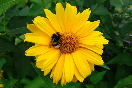 Insect yellow flower close up photo