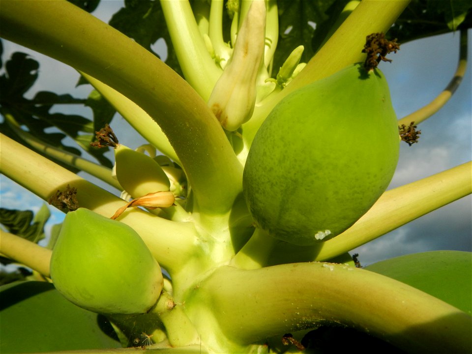 Carica papaya in the Philippines young fruits and male flowers in Barangay Pagala 14°58'14"N   120°53'26"E Baliuag, Bulacan, Bulacan province, (accessed from Cagayan Valley Road, Baliuag-Pulilan-Guigu