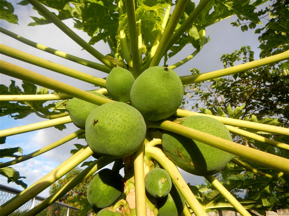 Carica papaya in the Philippines young fruits and male flowers in Barangay Pagala 14°58'14"N   120°53'26"E Baliuag, Bulacan, Bulacan province, (accessed from Cagayan Valley Road, Baliuag-Pulilan-Guigu