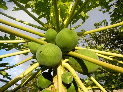 Carica papaya in the Philippines young fruits and male flowers in Barangay Pagala 14°58'14"N   120°53'26"E Baliuag, Bulacan, Bulacan province, (accessed from Cagayan Valley Road, Baliuag-Pulilan-Guigu
