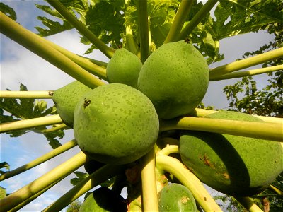 Carica papaya in the Philippines young fruits and male flowers in Barangay Pagala 14°58'14"N   120°53'26"E Baliuag, Bulacan, Bulacan province, (accessed from Cagayan Valley Road, Baliuag-Pulilan-Guigu