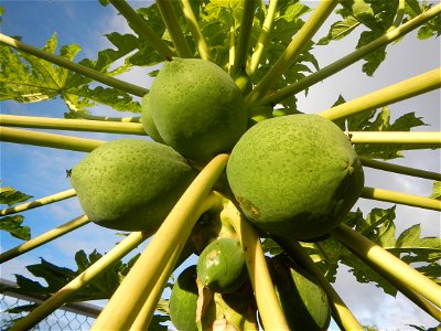 Carica papaya in the Philippines young fruits and male flowers in Barangay Pagala 14°58'14"N   120°53'26"E Baliuag, Bulacan, Bulacan province, (accessed from Cagayan Valley Road, Baliuag-Pulilan-Guigu