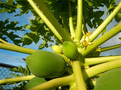 Carica papaya in the Philippines young fruits and male flowers in Barangay Pagala 14°58'14"N   120°53'26"E Baliuag, Bulacan, Bulacan province, (accessed from Cagayan Valley Road, Baliuag-Pulilan-Guigu