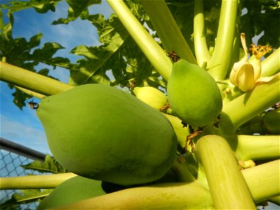 Carica papaya in the Philippines young fruits and male flowers in Barangay Pagala 14°58'14"N   120°53'26"E Baliuag, Bulacan, Bulacan province, (accessed from Cagayan Valley Road, Baliuag-Pulilan-Guigu