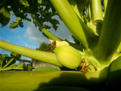 Carica papaya in the Philippines young fruits and male flowers in Barangay Pagala 14°58'14"N   120°53'26"E Baliuag, Bulacan, Bulacan province, (accessed from Cagayan Valley Road, Baliuag-Pulilan-Guigu