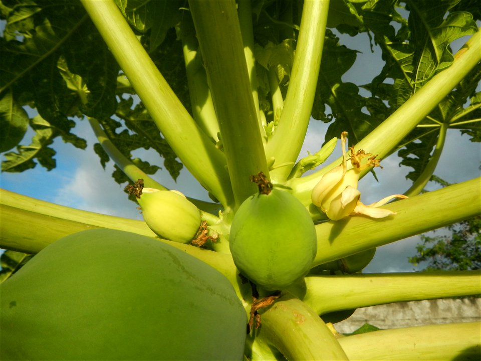 Carica papaya in the Philippines young fruits and male flowers in Barangay Pagala 14°58'14"N   120°53'26"E Baliuag, Bulacan, Bulacan province, (accessed from Cagayan Valley Road, Baliuag-Pulilan-Guigu