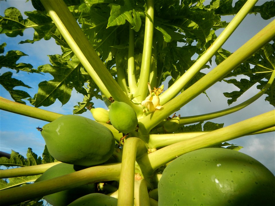 Carica papaya in the Philippines young fruits and male flowers in Barangay Pagala 14°58'14"N   120°53'26"E Baliuag, Bulacan, Bulacan province, (accessed from Cagayan Valley Road, Baliuag-Pulilan-Guigu