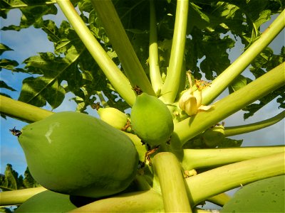 Carica papaya in the Philippines young fruits and male flowers in Barangay Pagala 14°58'14"N   120°53'26"E Baliuag, Bulacan, Bulacan province, (accessed from Cagayan Valley Road, Baliuag-Pulilan-Guigu