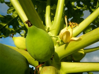 Carica papaya in the Philippines young fruits and male flowers in Barangay Pagala 14°58'14"N   120°53'26"E Baliuag, Bulacan, Bulacan province, (accessed from Cagayan Valley Road, Baliuag-Pulilan-Guigu