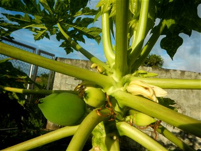 Carica papaya in the Philippines young fruits and male flowers in Barangay Pagala 14°58'14"N   120°53'26"E Baliuag, Bulacan, Bulacan province, (accessed from Cagayan Valley Road, Baliuag-Pulilan-Guigu