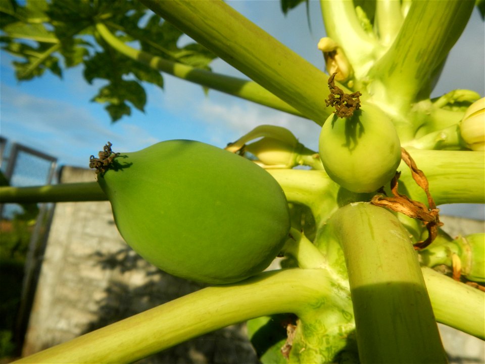 Carica papaya in the Philippines young fruits and male flowers in Barangay Pagala 14°58'14"N   120°53'26"E Baliuag, Bulacan, Bulacan province, (accessed from Cagayan Valley Road, Baliuag-Pulilan-Guigu