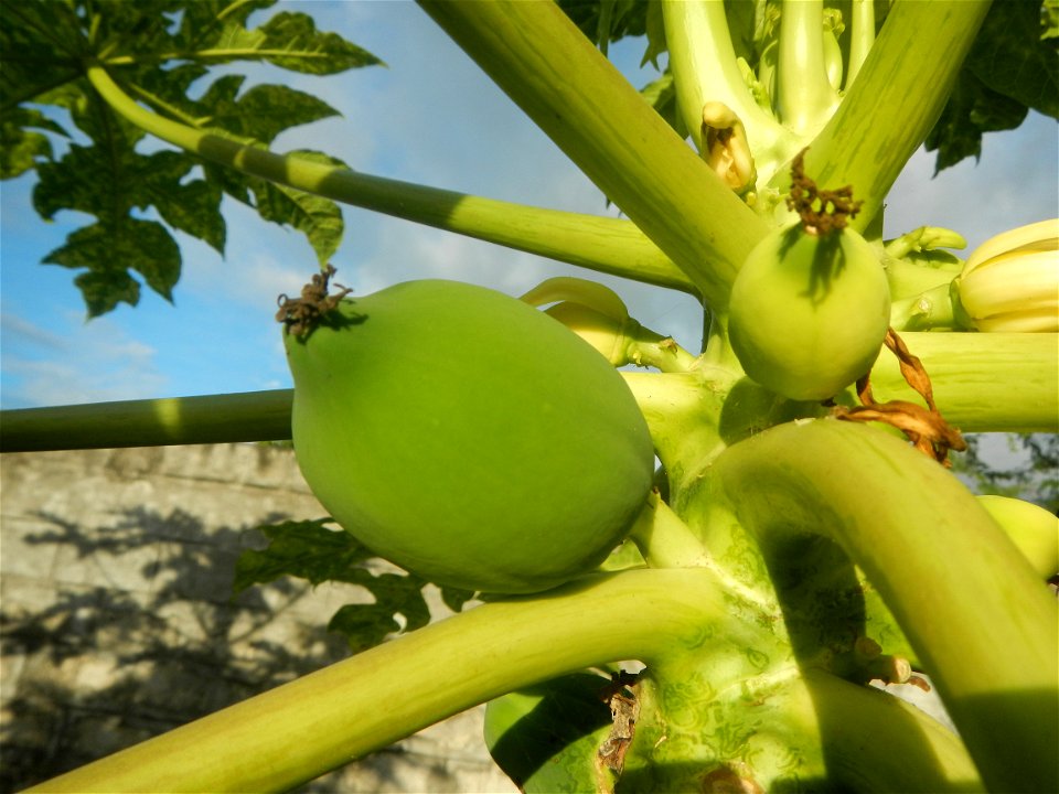 Carica papaya in the Philippines young fruits and male flowers in Barangay Pagala 14°58'14"N   120°53'26"E Baliuag, Bulacan, Bulacan province, (accessed from Cagayan Valley Road, Baliuag-Pulilan-Guigu