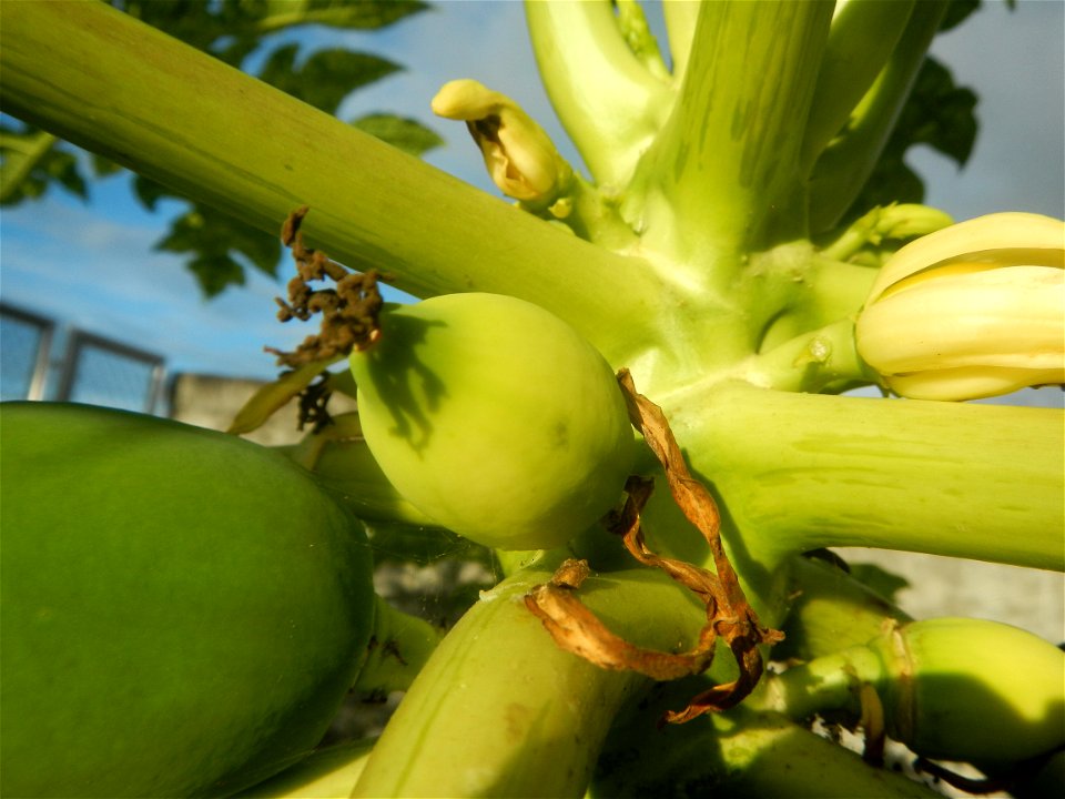 Carica papaya in the Philippines young fruits and male flowers in Barangay Pagala 14°58'14"N   120°53'26"E Baliuag, Bulacan, Bulacan province, (accessed from Cagayan Valley Road, Baliuag-Pulilan-Guigu