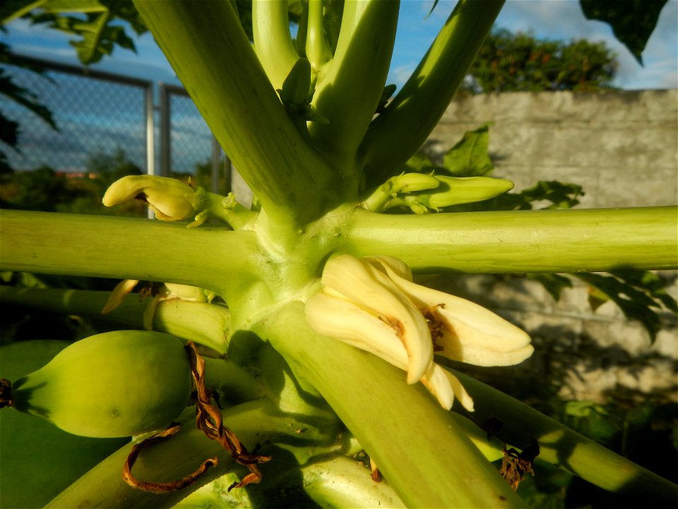 Carica papaya in the Philippines young fruits and male flowers in Barangay Pagala 14°58'14"N   120°53'26"E Baliuag, Bulacan, Bulacan province, (accessed from Cagayan Valley Road, Baliuag-Pulilan-Guigu