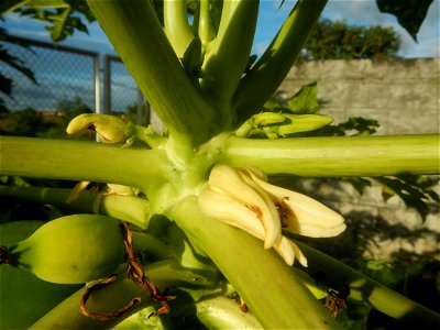 Carica papaya in the Philippines young fruits and male flowers in Barangay Pagala 14°58'14"N   120°53'26"E Baliuag, Bulacan, Bulacan province, (accessed from Cagayan Valley Road, Baliuag-Pulilan-Guigu