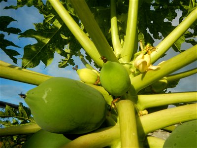 Carica papaya in the Philippines young fruits and male flowers in Barangay Pagala 14°58'14"N   120°53'26"E Baliuag, Bulacan, Bulacan province, (accessed from Cagayan Valley Road, Baliuag-Pulilan-Guigu