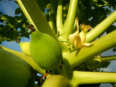 Carica papaya in the Philippines young fruits and male flowers in Barangay Pagala 14°58'14"N   120°53'26"E Baliuag, Bulacan, Bulacan province, (accessed from Cagayan Valley Road, Baliuag-Pulilan-Guigu