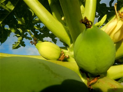 Carica papaya in the Philippines young fruits and male flowers in Barangay Pagala 14°58'14"N   120°53'26"E Baliuag, Bulacan, Bulacan province, (accessed from Cagayan Valley Road, Baliuag-Pulilan-Guigu
