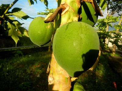 Carica papaya in the Philippines young fruits and male flowers in Barangay Pagala 14°58'14"N   120°53'26"E Baliuag, Bulacan, Bulacan province, (accessed from Cagayan Valley Road, Baliuag-Pulilan-Guigu