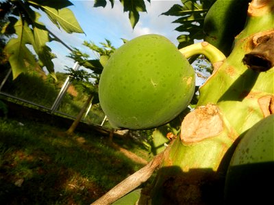 Carica papaya in the Philippines young fruits and male flowers in Barangay Pagala 14°58'14"N   120°53'26"E Baliuag, Bulacan, Bulacan province, (accessed from Cagayan Valley Road, Baliuag-Pulilan-Guigu
