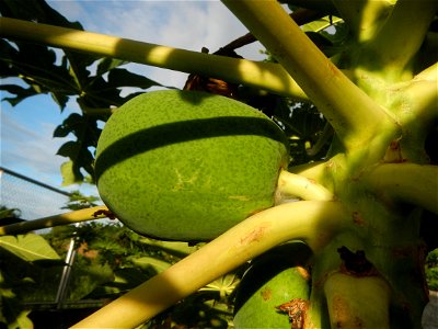 Carica papaya in the Philippines young fruits and male flowers in Barangay Pagala 14°58'14"N   120°53'26"E Baliuag, Bulacan, Bulacan province, (accessed from Cagayan Valley Road, Baliuag-Pulilan-Guigu