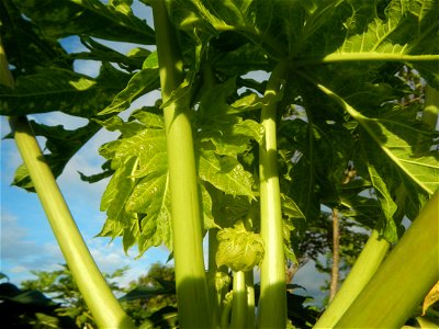 Carica papaya in the Philippines young fruits and male flowers in Barangay Pagala 14°58'14"N   120°53'26"E Baliuag, Bulacan, Bulacan province, (accessed from Cagayan Valley Road, Baliuag-Pulilan-Guigu