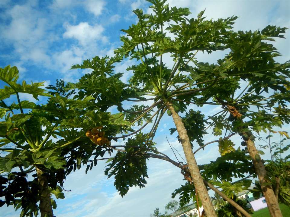 Carica papaya in the Philippines