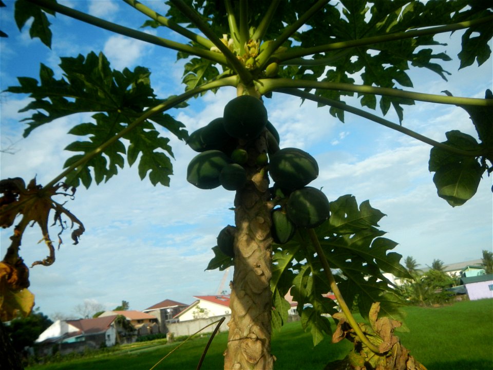 Carica papaya in the Philippines