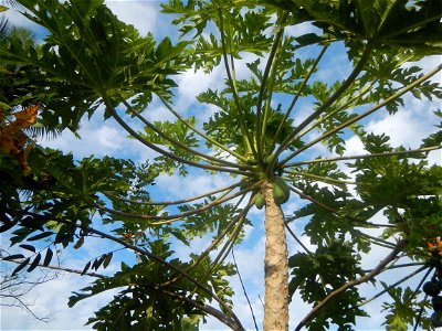 Carica papaya in the Philippines