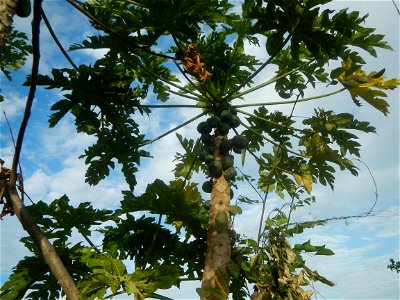 Carica papaya in the Philippines